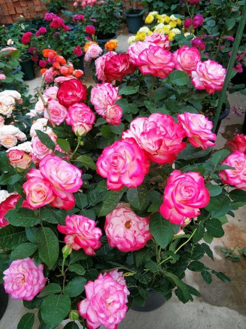 月季花语：爱情、美丽，各色月季寓意丰富，爆款花卉必备！