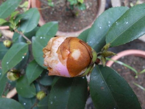 环境因素：茶花蕾脱落的无形之手