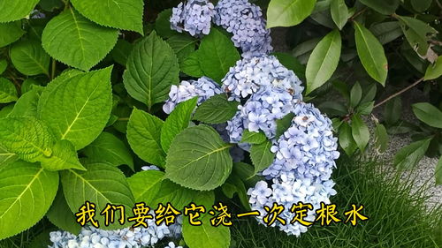 绣球什么时候换盆？绣球移栽换盆方法介绍详细步骤是什么