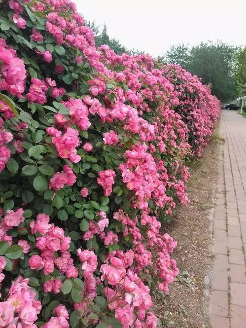 品种齐全， 四季开花