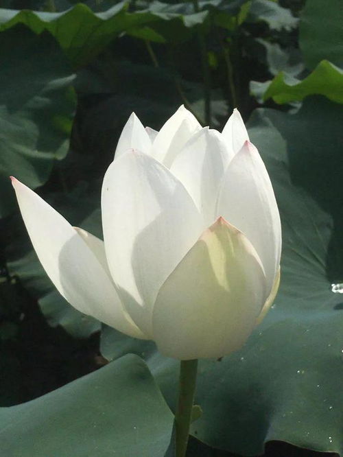 白鹤芋的“花蕾”为什么总是“沉默不语”