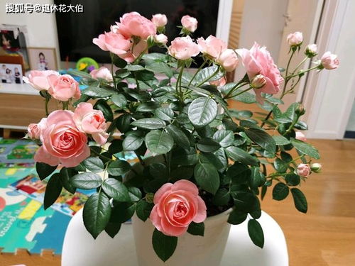 月季花的魅力：四时常开， 美不胜收