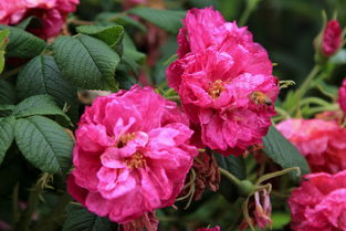 石家庄市植物园里的月季花海