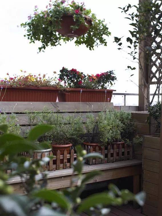 光照不足， 也不怕，有耐阴的花卉