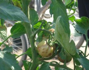 如何识别和防治番茄锈病