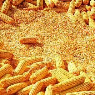玉米豆粕麸皮喂牛的最佳配比是多少？玉米秸秆如何处理才能有效喂养肉牛？