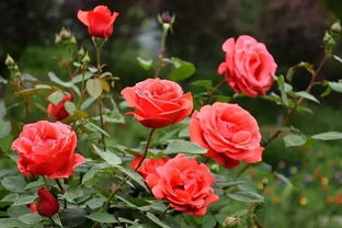 月季换盆小知识，花友们快来学学吧！