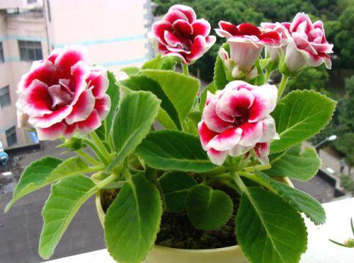 土壤选择：大岩桐的舒适床铺