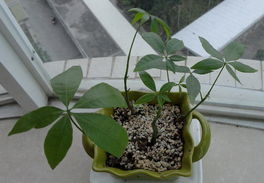 光照时间， 助发财树苗快速长高