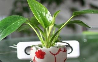 拓展问题：草本花卉怎么平安度夏？