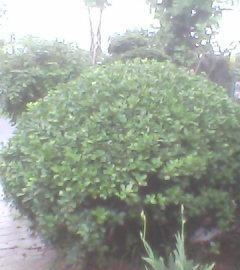 话说二米二大叶黄杨球和1.2米大叶黄杨球价格差距大不大