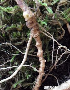 冬青的形态与寓意：自然之美与和谐