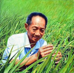 袁隆平培育的水稻品种有哪些？研究杂交水稻的艰辛历程是怎样的？