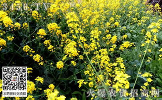 丙森锌和代森锰锌有什么区别？哪种杀菌效果更好？