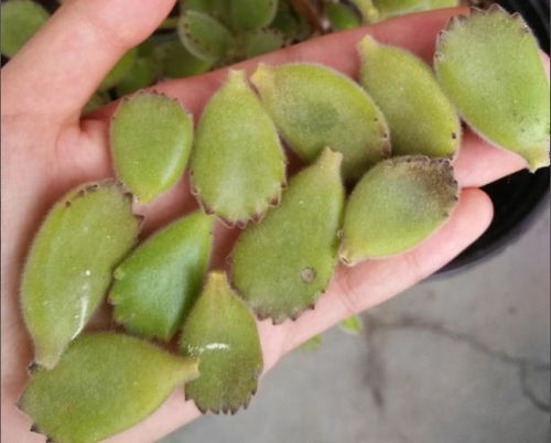 多肉植物夏天大量掉叶是什么原因导致的