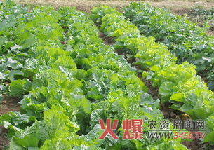 “在什么季节种植大白菜最合适，有哪些具体的种植方法