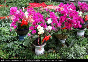 斐济红花节