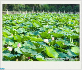 四、 大夫山森林公园