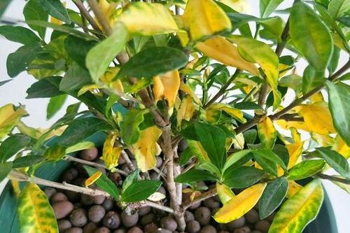 拯救方案：三大秘籍助你重焕生机