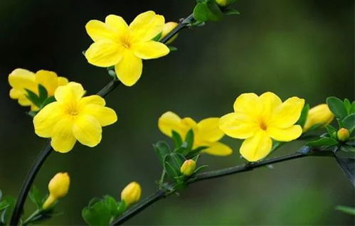 “二月迎春花，这几种花开得最早最漂亮