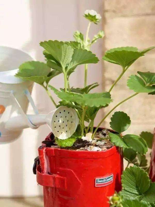 栽花方法老老实实