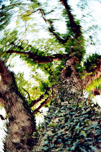 冬季庭院常青花卉的选择之道