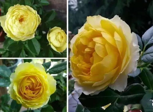 小区里的花草树木