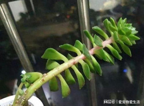 幸福树叶粘液多，如何去除不留痕