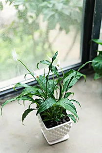 龙血树：家中的风水守护神