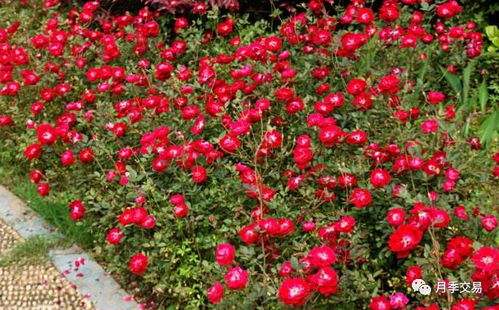 土壤选择， 让月季根深叶茂