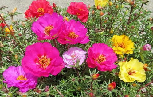 草中明星：太阳花