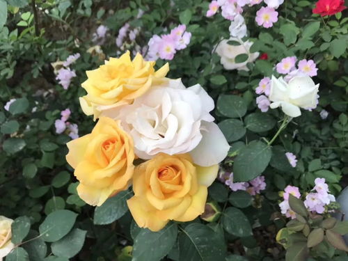 月季花提前绽放， 武汉街头美如仙境