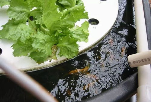 种什么菜Zui适宜