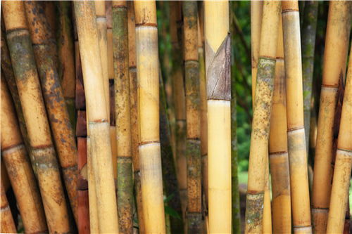 竹子病虫害防治技术中，如何有效结合竹木保护技术与防治方法