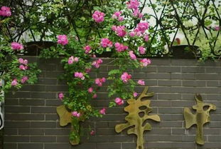 根系要小心， 别让它受伤