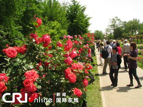 花朵翩翩， 游客如织