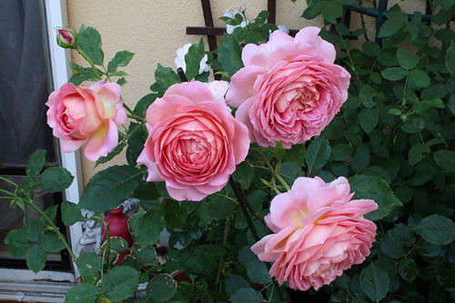 三、 坦尼克月季