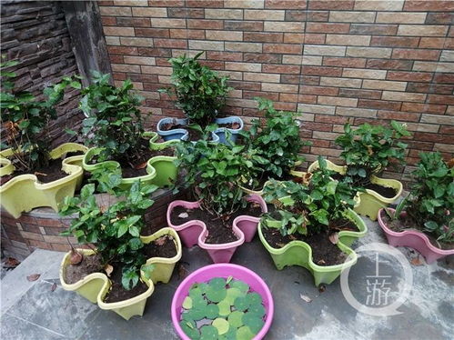 家庭自制花肥小妙招