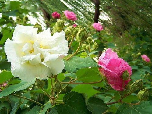木芙蓉种植方法解析中，如何确保木芙蓉在北方地区安全越冬