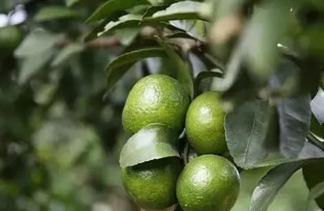 九月份， 果实膨大后期