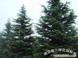 梗多雪松价格信息， 让您挑花眼