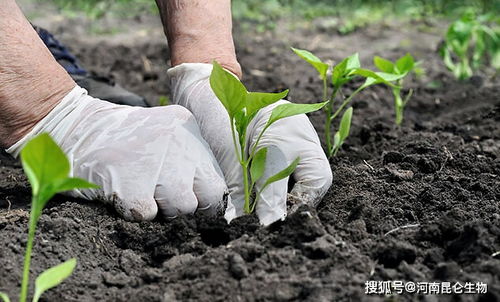 播种到收获的时间短，这些速成品种推荐：
