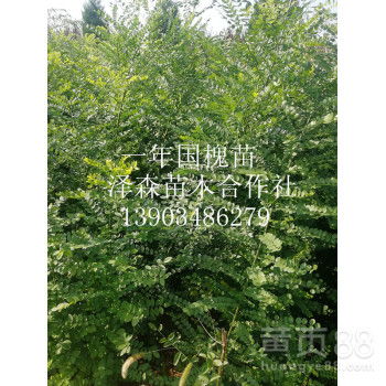 山西1年国槐苗的价格