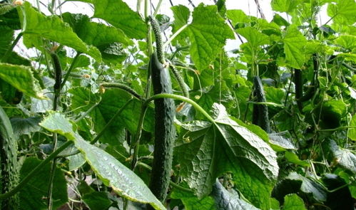 丙环唑：黄瓜病害的克星？