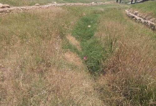 草甘膦除草剂的作用机制