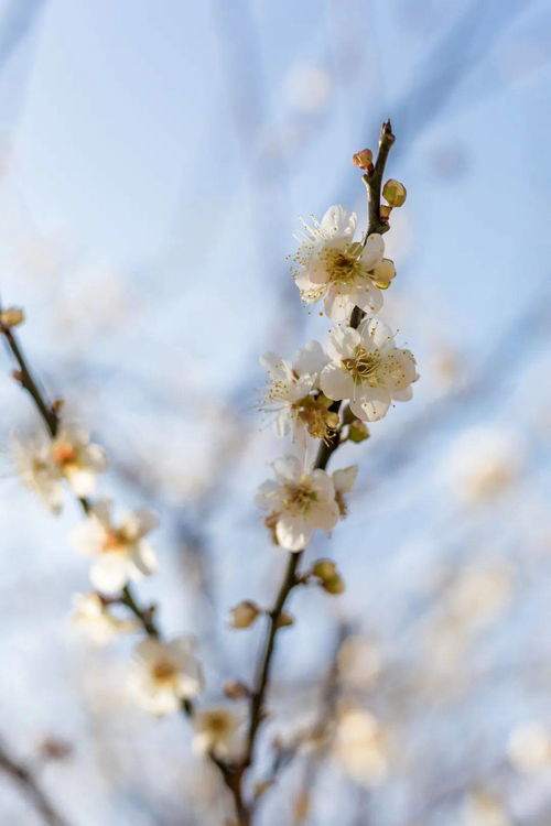 梅花绽放的时光