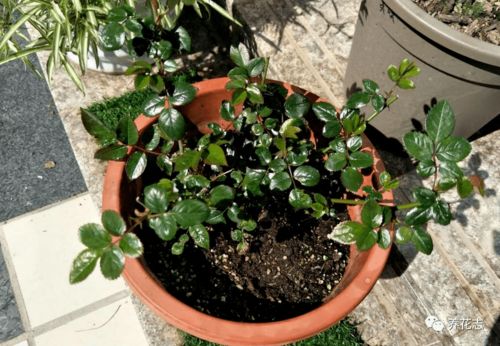 养花时使用化肥对花卉生长有影响吗这个？