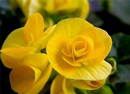 6. 迎春花：迎春报喜，花开满枝