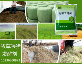 牧草发酵喂猪全部行不行，喂猪时添加什么发酵剂好？