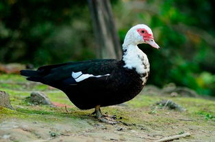 塑形四步曲， 轻松捏出鸭蹼